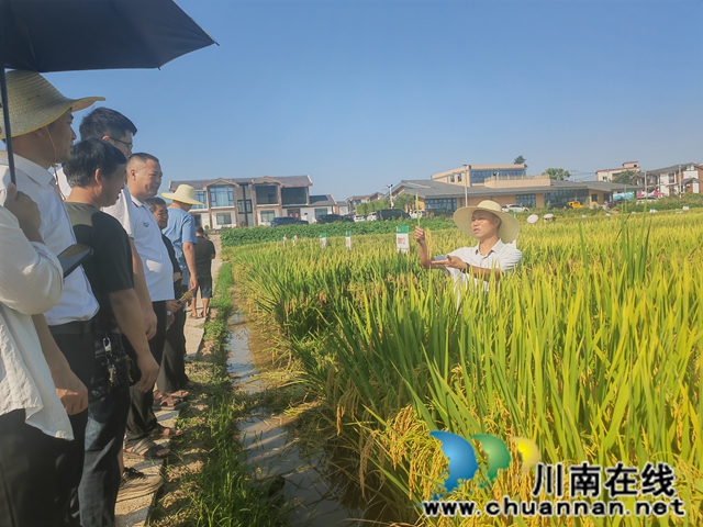 農(nóng)技專家現(xiàn)場講解（曾佐然攝）.jpg