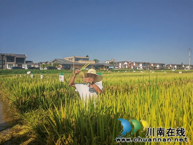 現(xiàn)場觀察水稻長勢（曾佐然攝）.jpg