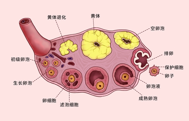 【警惕】女子同房后突發(fā)劇痛，醫(yī)生：黃體破裂，危及生命……