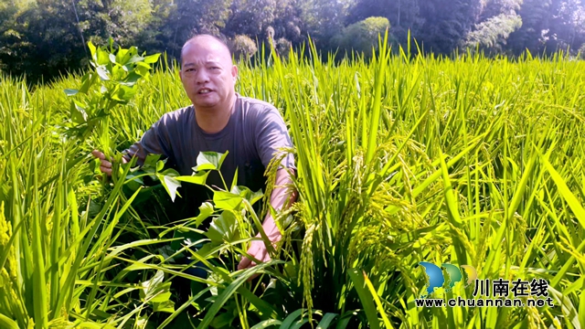 李文海介紹旱稻地頭套種紅苕藤作用大.jpg