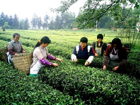 敘永：門前就業(yè)采春茶(圖1)