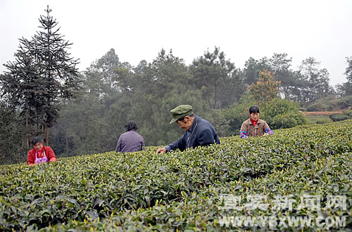 進(jìn)軍歐盟 宜賓有機(jī)茶拿到“通行證”(圖2)
