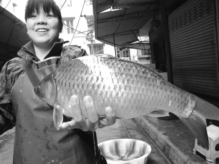兩斤多重鯽魚(yú)見(jiàn)過(guò)沒(méi)？