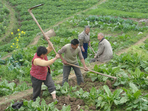 打古鎮(zhèn)：氣溫回升 農(nóng)民春耕忙(圖1)