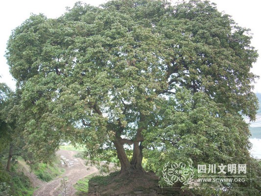 江陽區(qū)況場鎮(zhèn)縣峰山現(xiàn)“桂圓王”