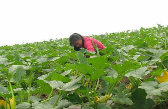大渡口鎮(zhèn)；菜農(nóng)春菜管理忙(圖1)