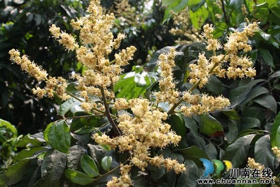 海潮鎮(zhèn)：花滿枝頭 龍眼望豐收(圖2)