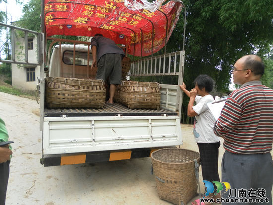 云錦鎮(zhèn)：政府幫護助致富 優(yōu)質(zhì)母豬到農(nóng)家(圖1)