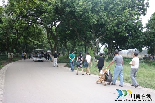 瀘州張壩桂圓林碩果累累 日均游客數(shù)千周末破萬(圖2)