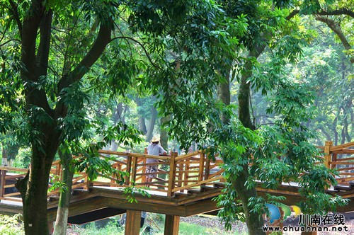 張壩桂圓林旅游風(fēng)景區(qū) 清明小長(zhǎng)假引來(lái)旅游高峰(圖1)