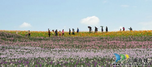 瀘州納溪：“花田酒地”喜迎八方游客(圖3)