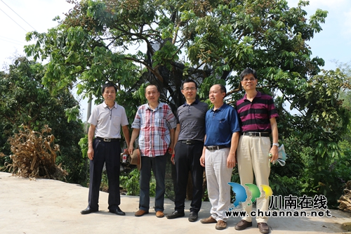 四川省農(nóng)業(yè)廳農(nóng)場局到瀘縣調(diào)研熱作龍眼產(chǎn)業(yè)(圖2)