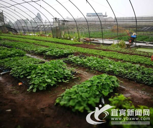 從賣菜到賣菜苗 宜賓這個“新菜農(nóng)”年入60萬(圖1)