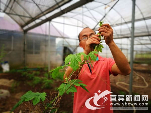 從賣菜到賣菜苗 宜賓這個“新菜農(nóng)”年入60萬(圖3)
