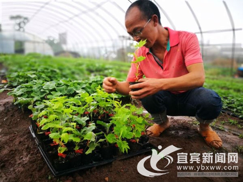 從賣菜到賣菜苗 宜賓這個“新菜農(nóng)”年入60萬(圖4)
