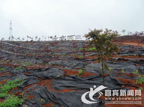 宜賓國家農(nóng)科園推動(dòng)企業(yè)與以色列企業(yè)合作共贏(圖2)