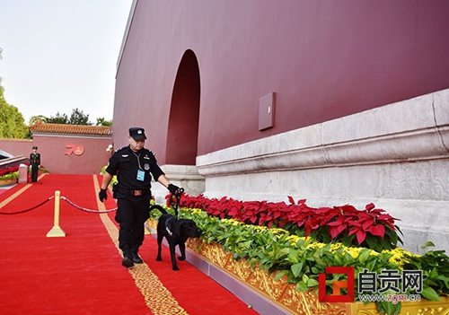 自貢民警攜警犬為國慶慶?；顒颖ｑ{護航(圖2)