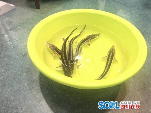 瀘州男曬戰(zhàn)利品被舉報 警方：這是水中大熊貓(圖1)