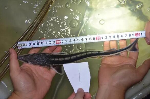 瀘州破獲一起非法獵捕珍貴、瀕危野生動物案(圖4)