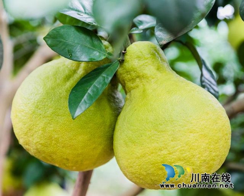 合江#真龍柚dou起來#網(wǎng)絡(luò)挑戰(zhàn)賽火爆開啟！(圖2)