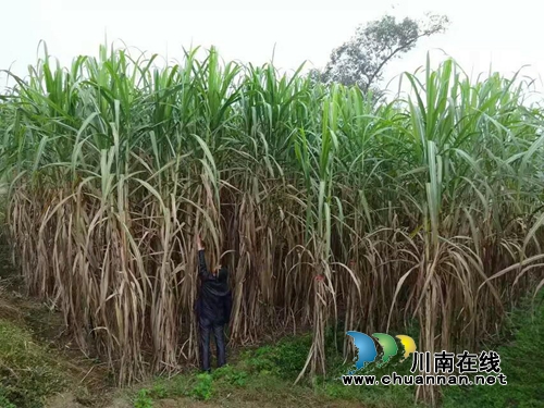 瀘縣云龍鎮(zhèn)大水河村：“三味真火”助力鄉(xiāng)村振興，精彩這里有(圖3)