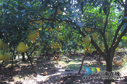瀘縣云龍鎮(zhèn)大水河村：“三味真火”助力鄉(xiāng)村振興，精彩這里有(圖7)