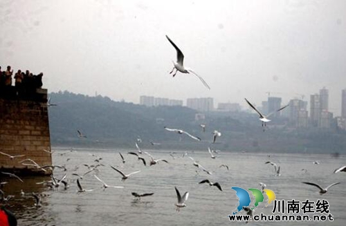 瀘州市江陽(yáng)區(qū)北城街道全力打造“紅嘴鷗”志愿服務(wù)品牌