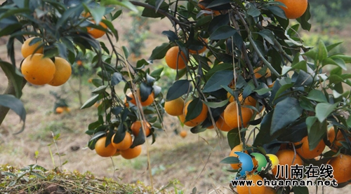 瀘縣立石鎮(zhèn)普照村：甜過初戀的柑橘，更甜進果農(nóng)的心里(圖2)