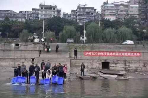 瀘州組織開展天然水域漁業(yè)增殖放流活動