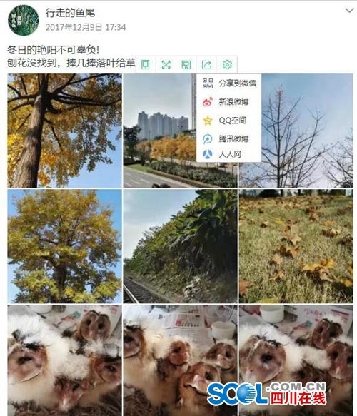 瀘州“全職鳥媽媽”辭職撫養(yǎng)4個(gè)猴面鷹長大(圖1)