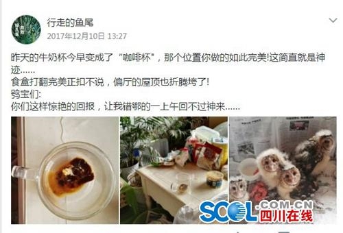 瀘州“全職鳥媽媽”辭職撫養(yǎng)4個(gè)猴面鷹長大(圖2)