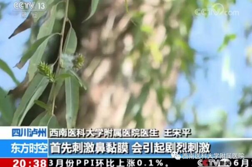 春季飛絮如何應(yīng)對？西南醫(yī)大附院專家給出建議(圖2)