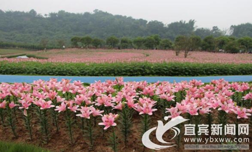 長(zhǎng)寧蜀南花海獲批全省中醫(yī)藥健康旅游示范基地(圖2)
