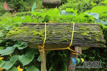 “藺沙溪”品牌創(chuàng)始人姜琳：誓讓古藺土特產(chǎn)走向全國！(圖22)