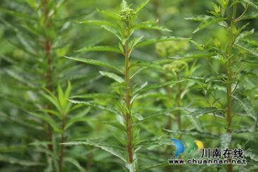 “藺沙溪”品牌創(chuàng)始人姜琳：誓讓古藺土特產(chǎn)走向全國！(圖24)