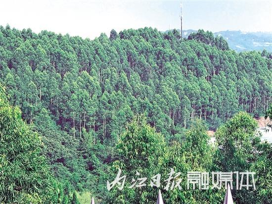 再添靚麗城市名片！內(nèi)江被命名為四川省森林城市
