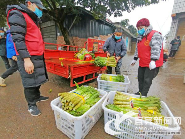 綠油油的新鮮蔬菜將送往武漢。（宜賓新聞網(wǎng) 陳憶 攝）