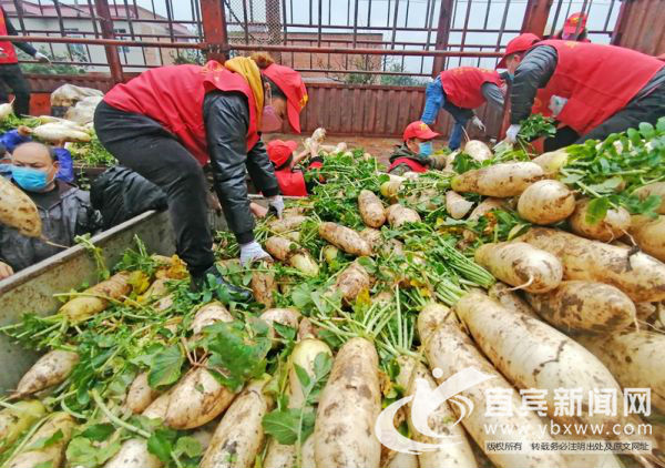 宜賓義工團(tuán)隊(duì)愛心企業(yè)10萬斤蔬菜捐往武漢