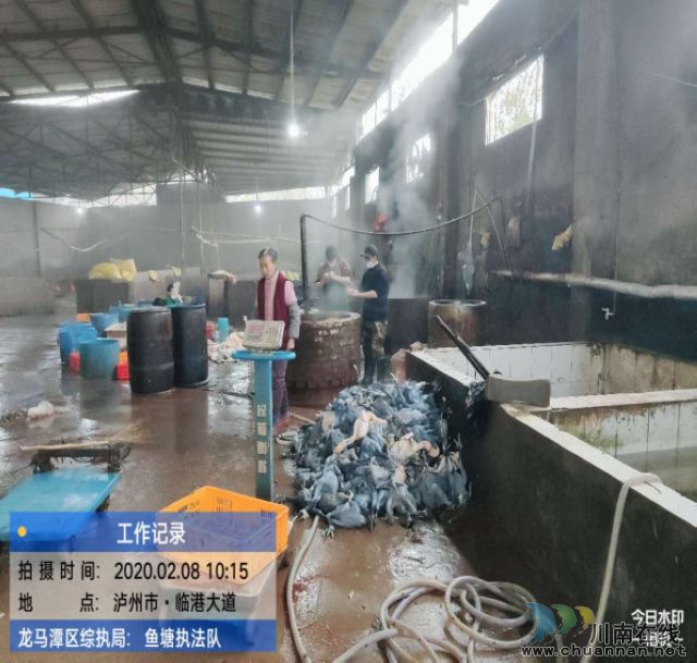 頂風作案：龍馬潭一養(yǎng)殖場違規(guī)宰殺活禽被查處(圖2)