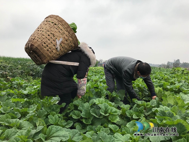 破解鎮(zhèn)村“賣菜難、買菜難” 瀘縣推出“點(diǎn)菜”式貼心服務(wù)(圖2)