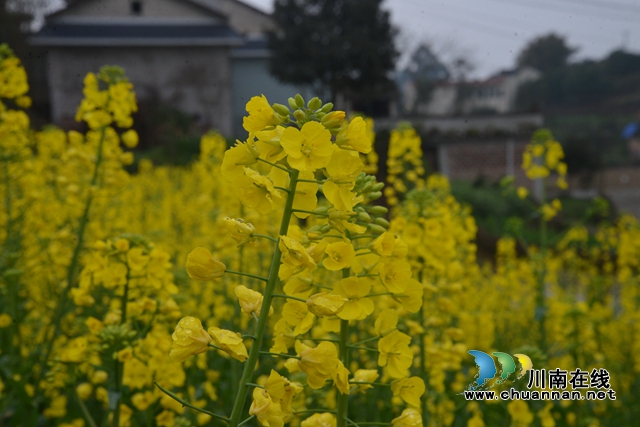 瀘縣：“戰(zhàn)”地菜花分外香 眾志成城“筑夢”忙