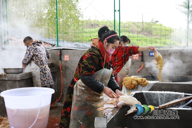 龍馬潭區(qū)臨時活禽集中屠宰場建成投用 日屠宰量達(dá)5000余只(圖5)