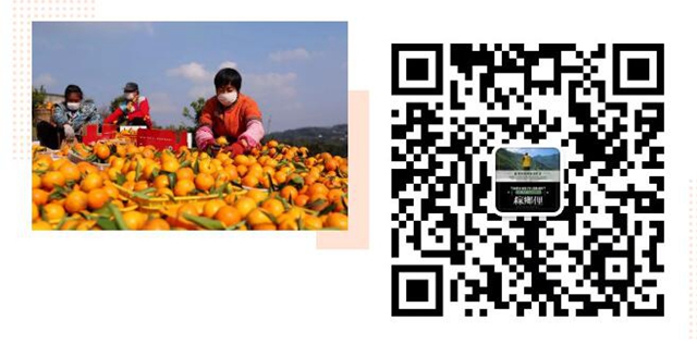 求助！辣椒秧秧、甜橙……瀘州這些農(nóng)特產(chǎn)品滯銷 ，村民們焦得很(圖5)