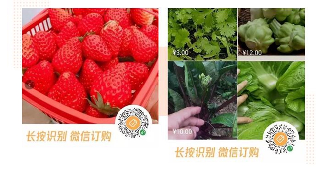 求助！辣椒秧秧、甜橙……瀘州這些農(nóng)特產(chǎn)品滯銷 ，村民們焦得很(圖9)