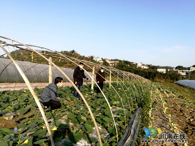 江陽區(qū)華陽街道：戰(zhàn)“疫情”、保春耕
