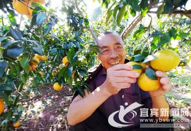 痛心！宜賓這里百萬斤柑橘滯銷！“求帶走！”(圖4)