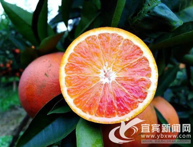 痛心！宜賓這里百萬斤柑橘滯銷！“求帶走！”(圖6)
