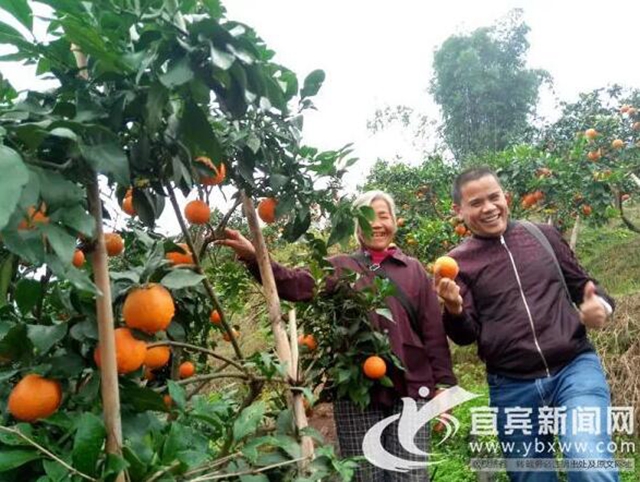 痛心！宜賓這里百萬斤柑橘滯銷！“求帶走！”(圖2)