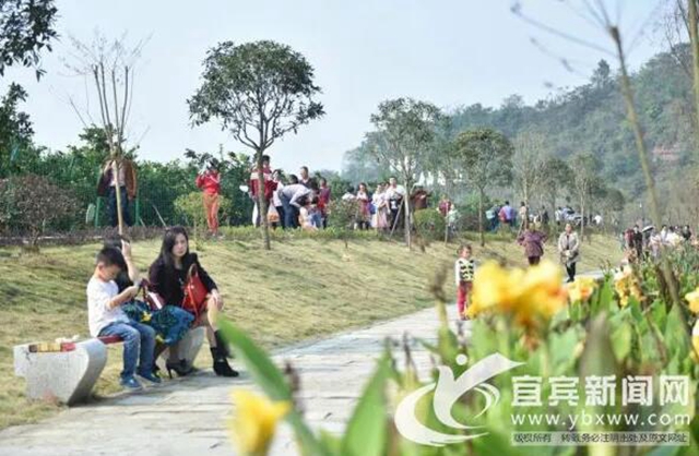 痛心！宜賓這里百萬斤柑橘滯銷！“求帶走！”(圖3)