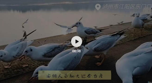 瀘州市民朋友們別擔(dān)心!紅嘴鷗有專人照顧,鷗糧充足!(圖1) 瀘州市民朋友們別擔(dān)心!紅嘴鷗有專人照顧,鷗糧充足!(圖1)